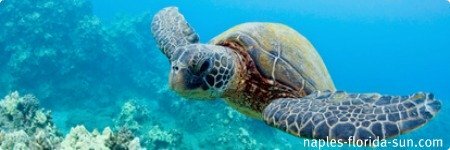 mote aquarium, loggerhead turtle, naples florida mote aquarium, loggerhead turtle, naples florida