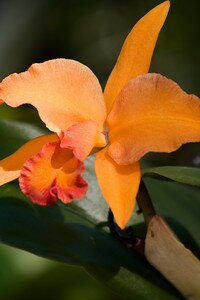 The Perfect Florist Naples Florida Tropical Flower Orange